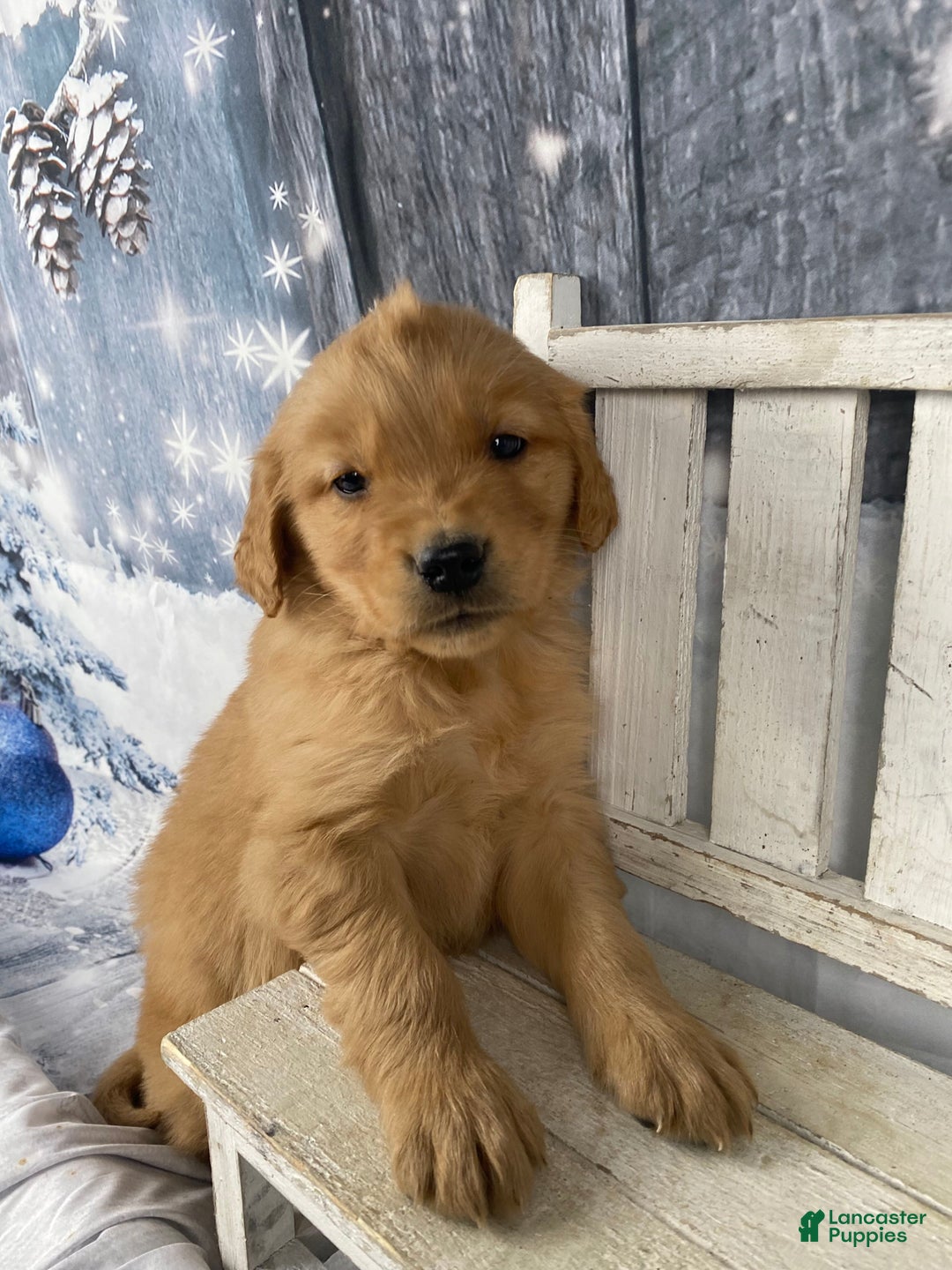 Golden Retriever dogs for sale: Moe - Ad 2