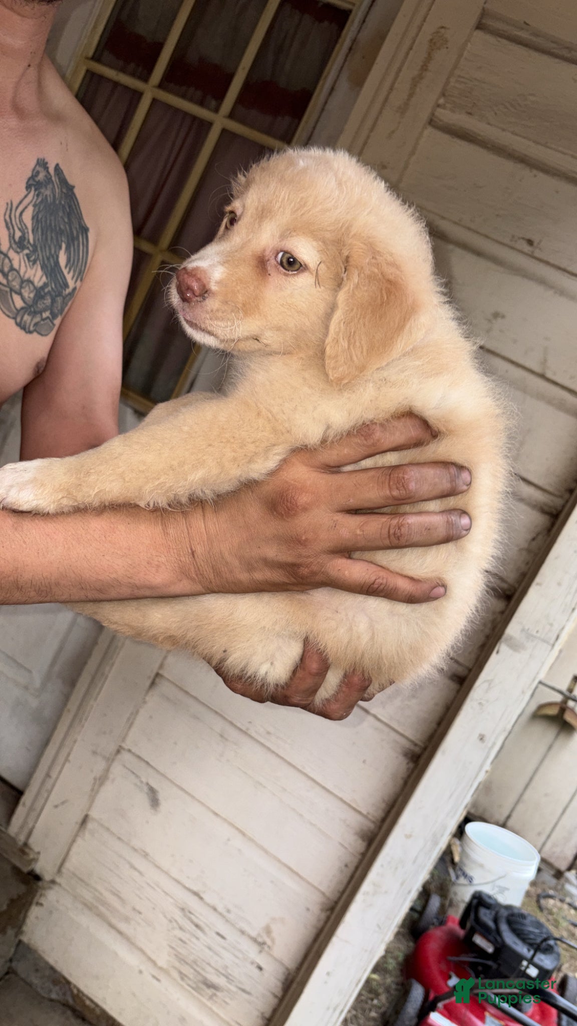 Mixed Breed dogs Mixed Breed Puppy 1 - Ad 10