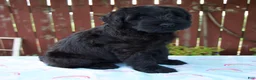 Giant Schnauzer dogs for sale: Lucas - Ad 3