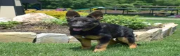 German Shepherd dogs for sale: Diamond - Ad 7