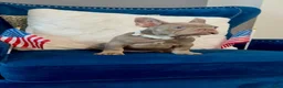 French Bulldog dogs for sale: French Bulldog 1 - Ad 3