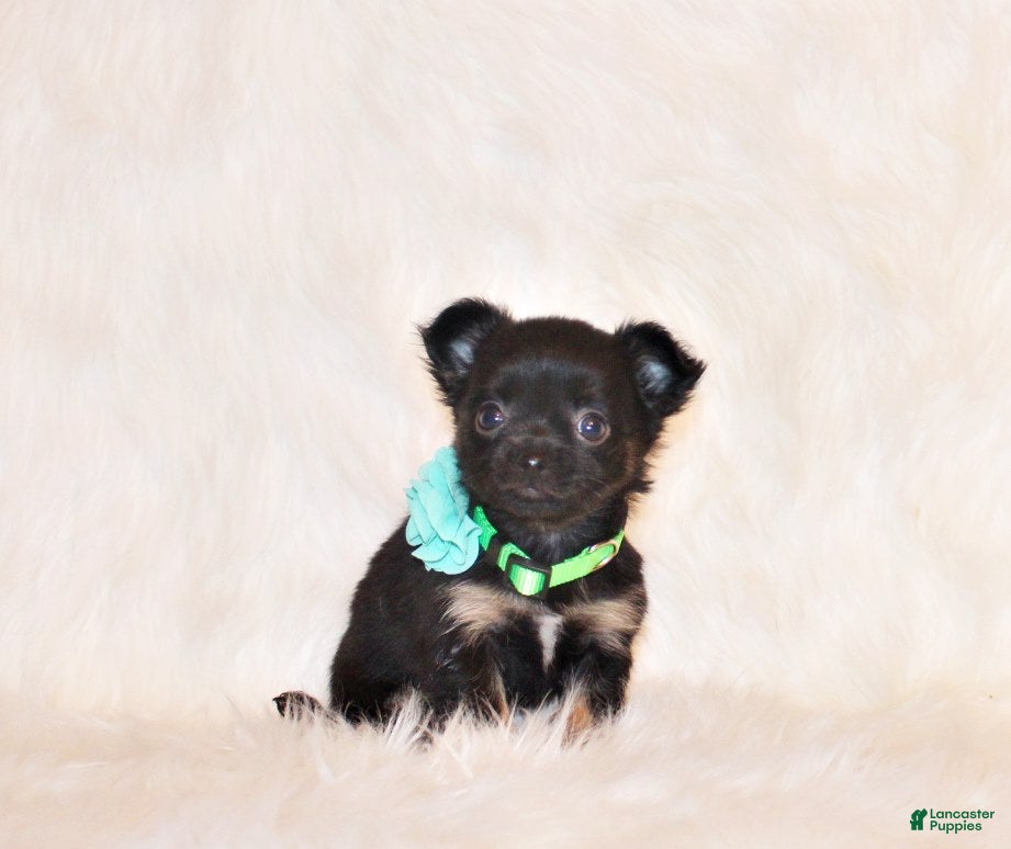 Chihuahua dogs for sale: Wraya - Ad 2
