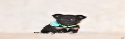 Chihuahua dogs for sale: Wraya - Ad 1