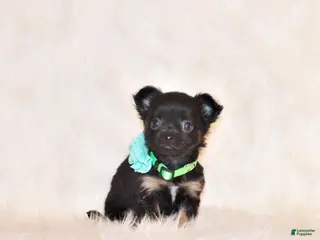 Chihuahua dogs for sale: Wraya - Ad 2