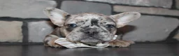French Bulldog dogs for sale: AKC Zoe - Ad 17