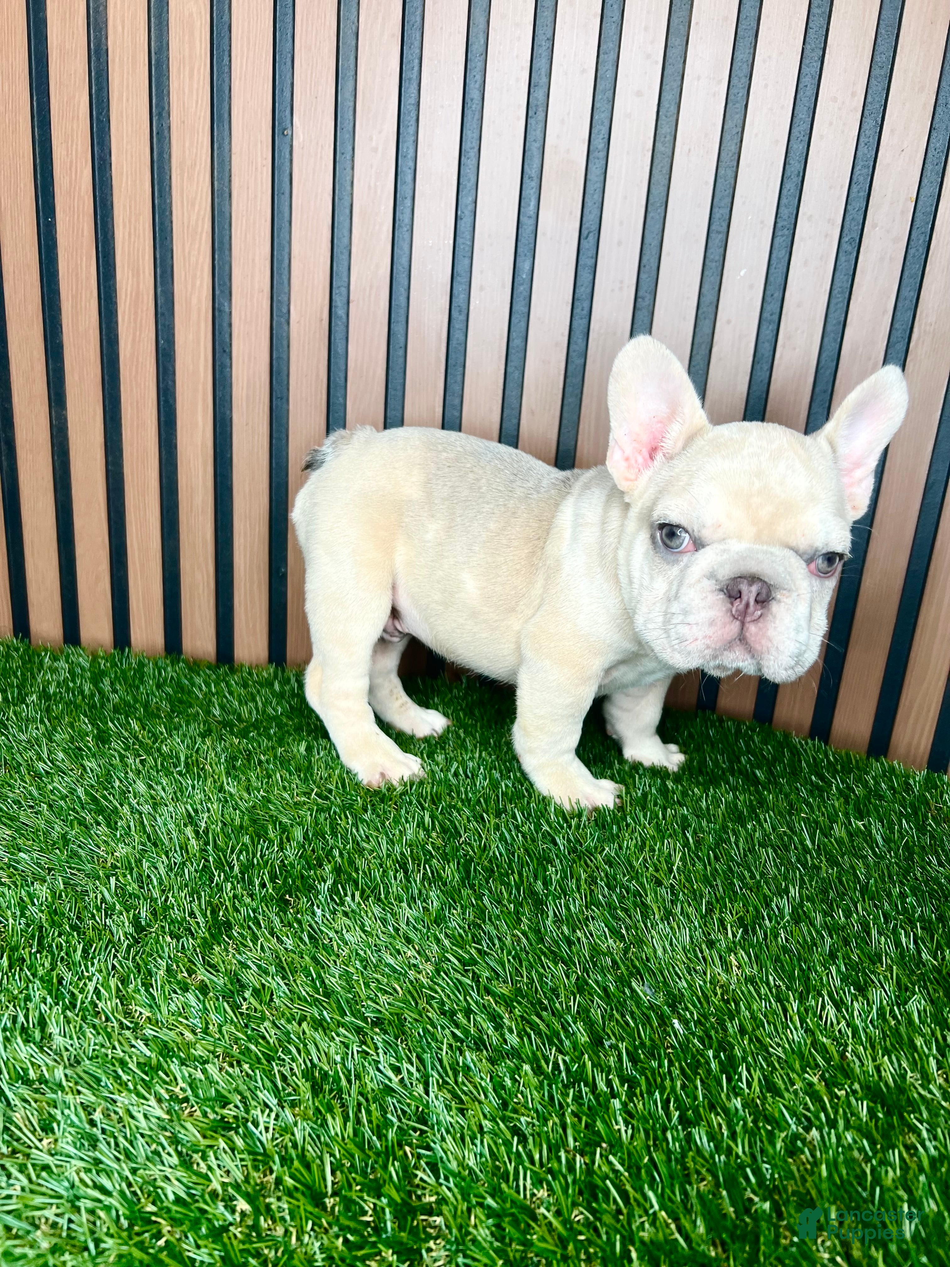 French Bulldog dogs French Bulldog 1 - Ad 1