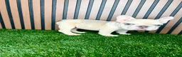 French Bulldog dogs for sale: French Bulldog 1 - Ad 1
