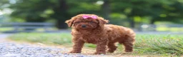 Cavapoo dogs for sale: Poppy - Ad 5