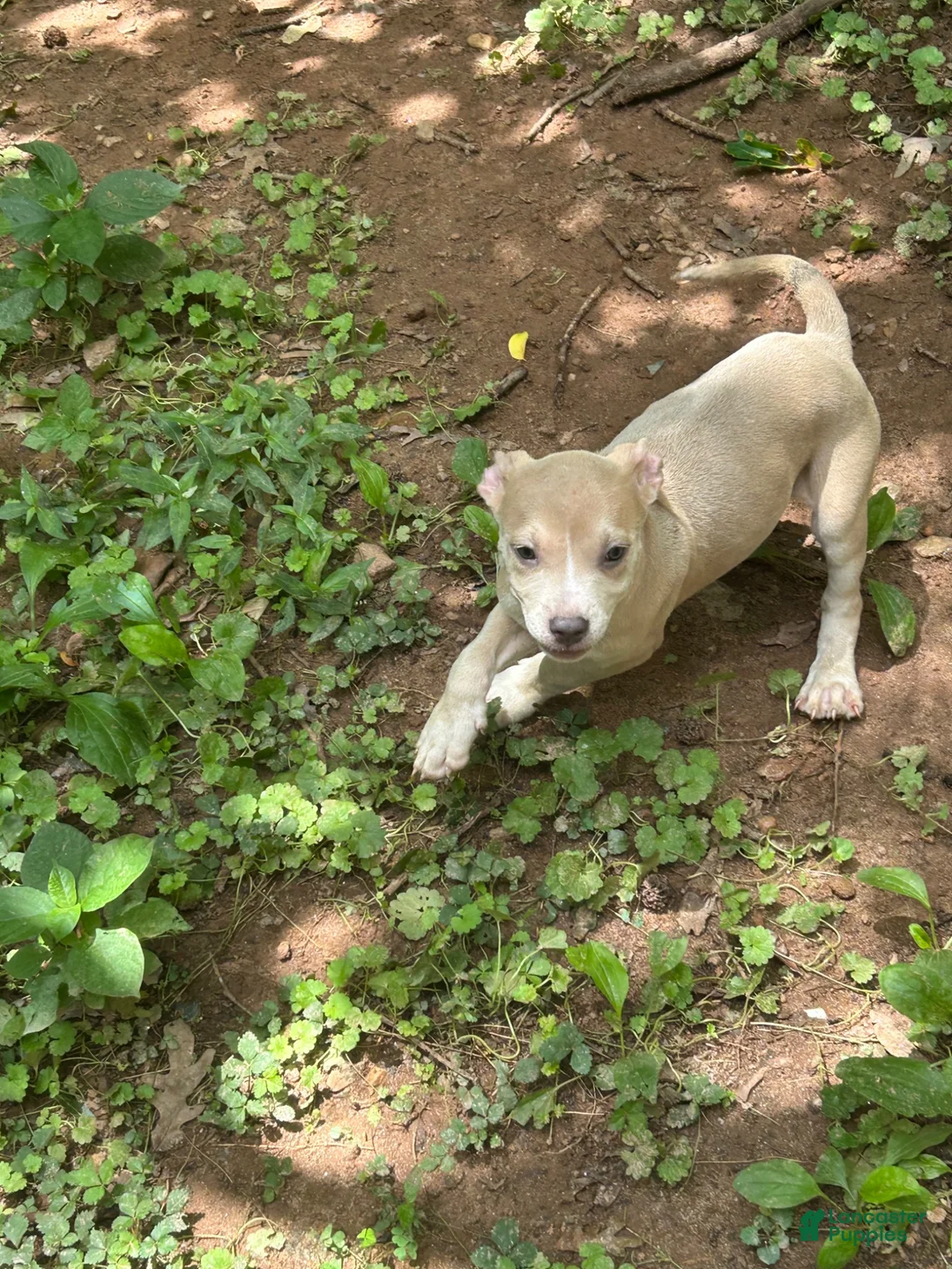 Mixed Breed dogs for sale: Mixed Breed 1 - Ad 1
