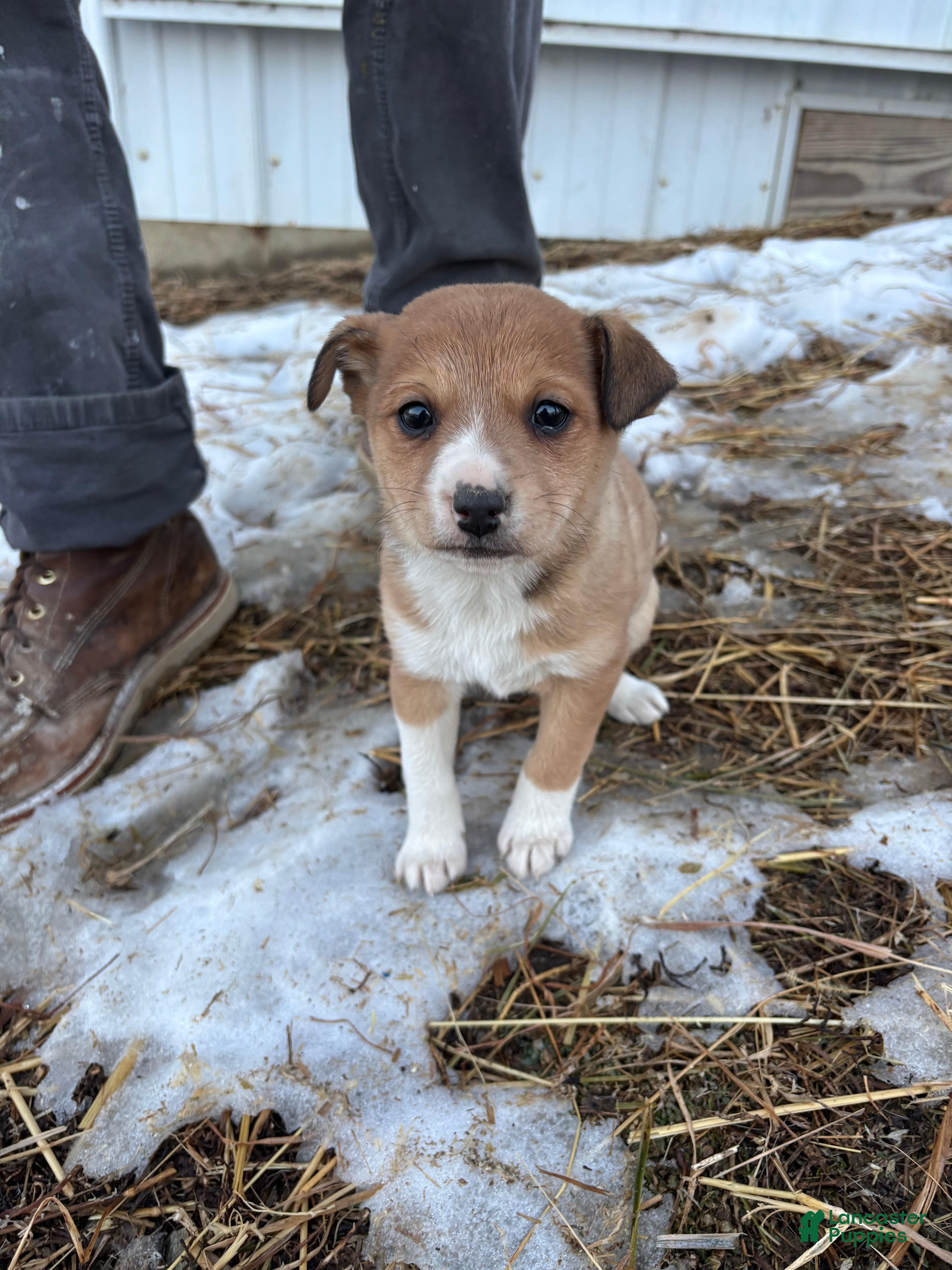 Mixed Breed dogs Lizzy  - Ad 21