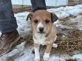 Mixed Breed dogs Lizzy - Ad 35