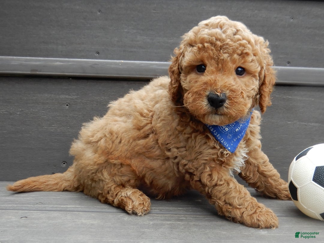 Mini Goldendoodle dogs for sale: Oliver - Ad 3