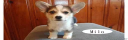 Welsh Corgi Pembroke dogs for sale: Milo - Ad 5