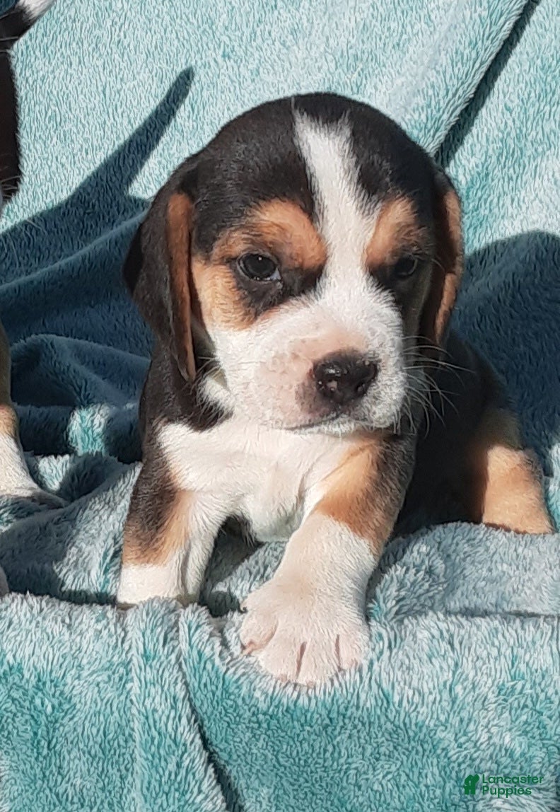 Puggle dogs Puggle 1 - Ad 2
