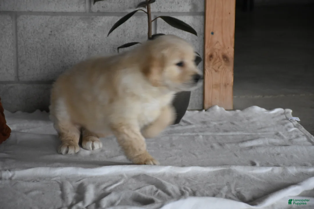 Golden Retriever dogs for sale: Harley  Genetic/OFA - Ad 14