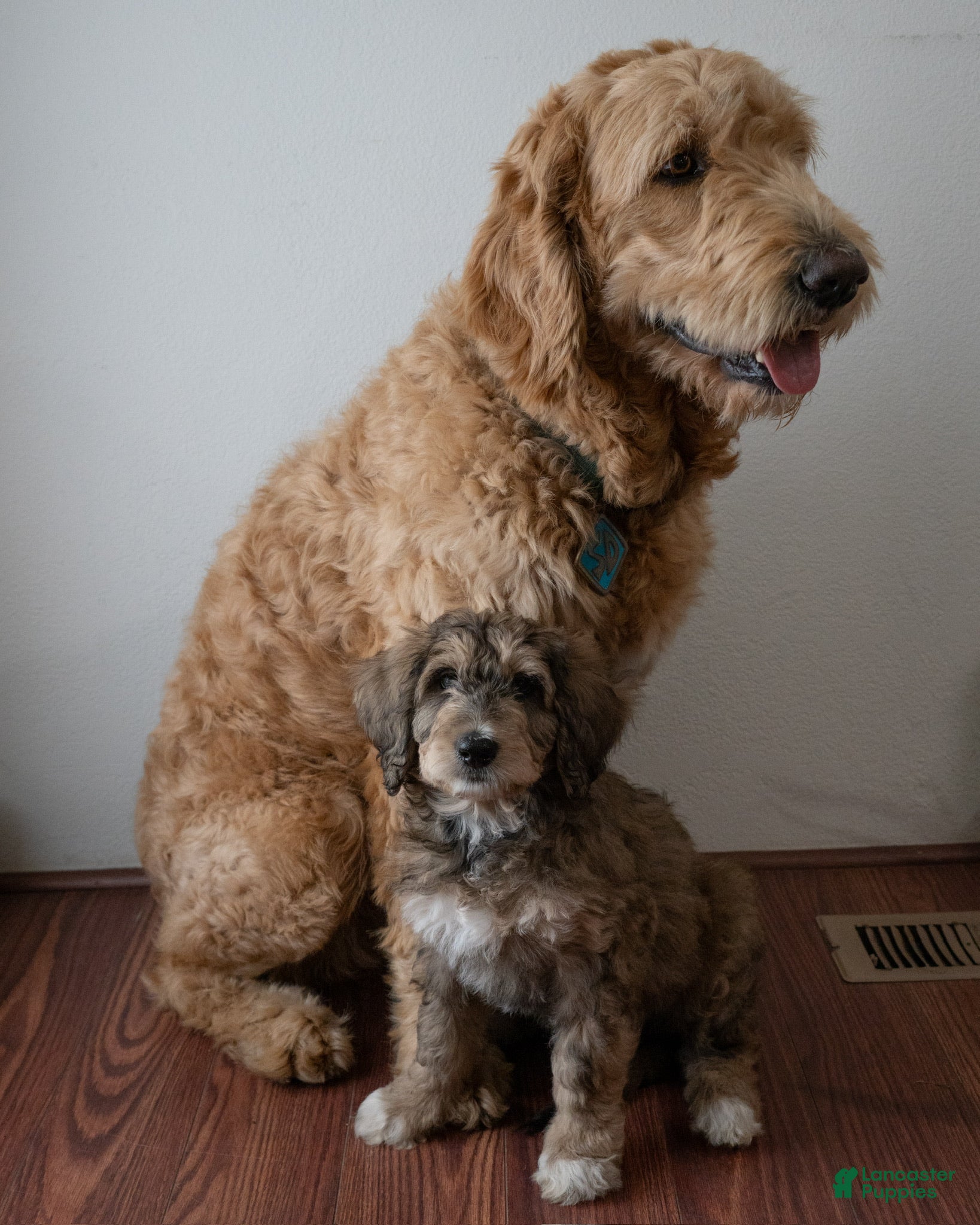 Cavapoo-Gewicht : r/CavaPoo, image size:1638x2048