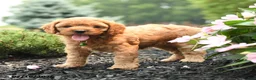 Cavapoo dogs for sale: Glory - Ad 4