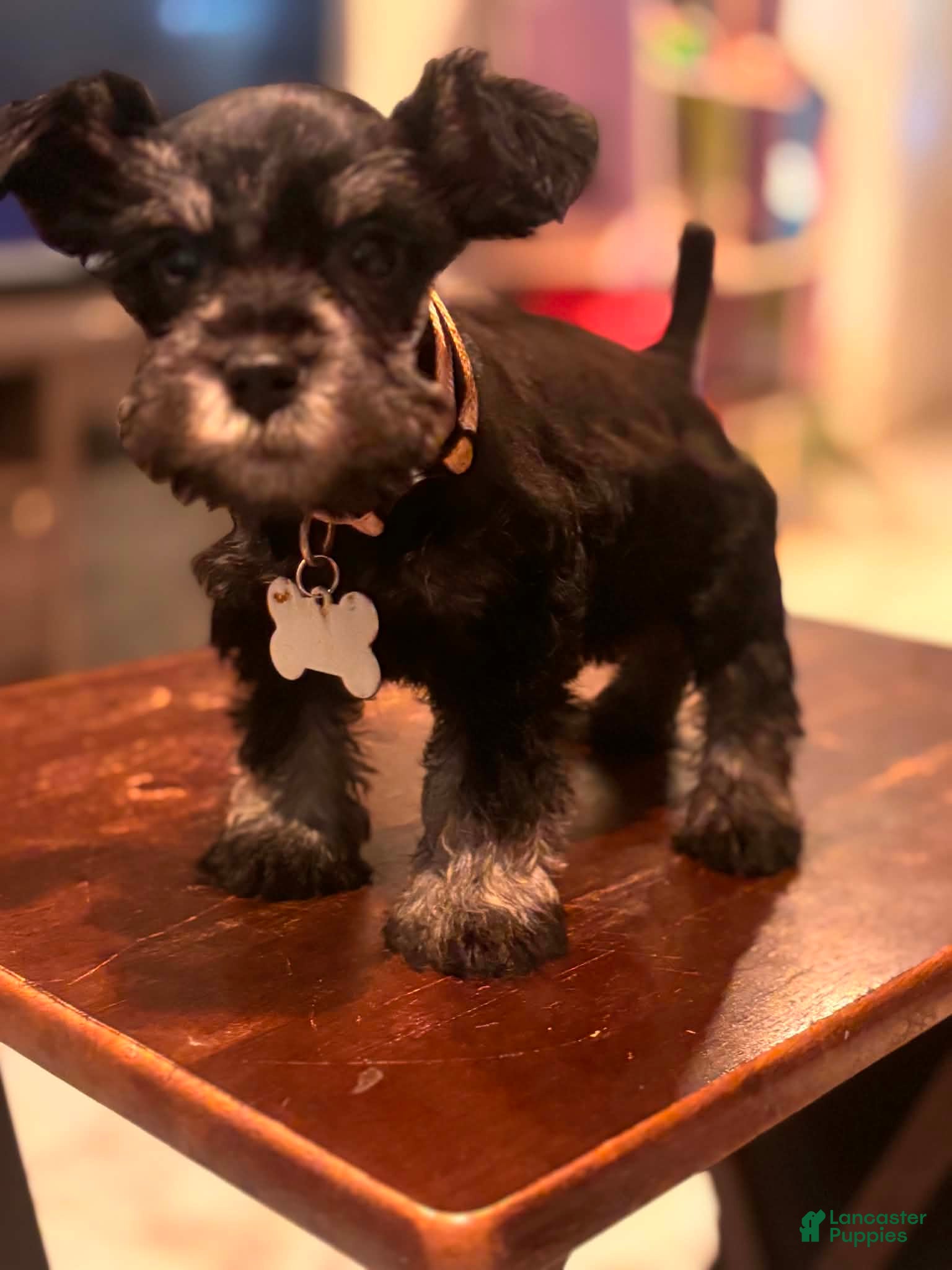 Miniature Schnauzer dogs Miniature Schnauzer 5 - Ad 26