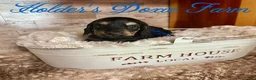 Miniature Dachshund dogs for sale: Grumpy - Ad 3