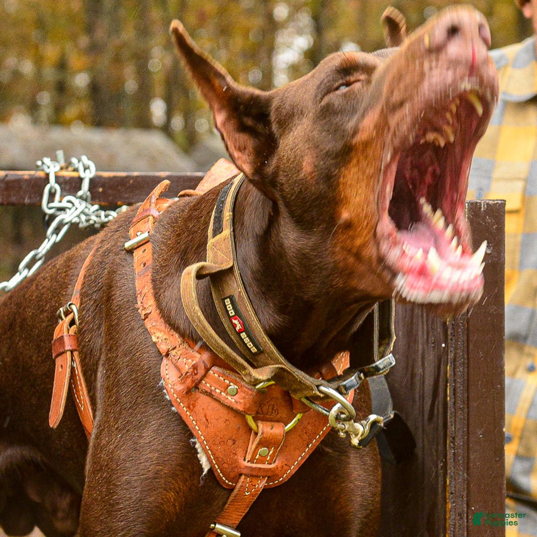 Doberman Pinscher dogs for sale: Red Male - Ad 6