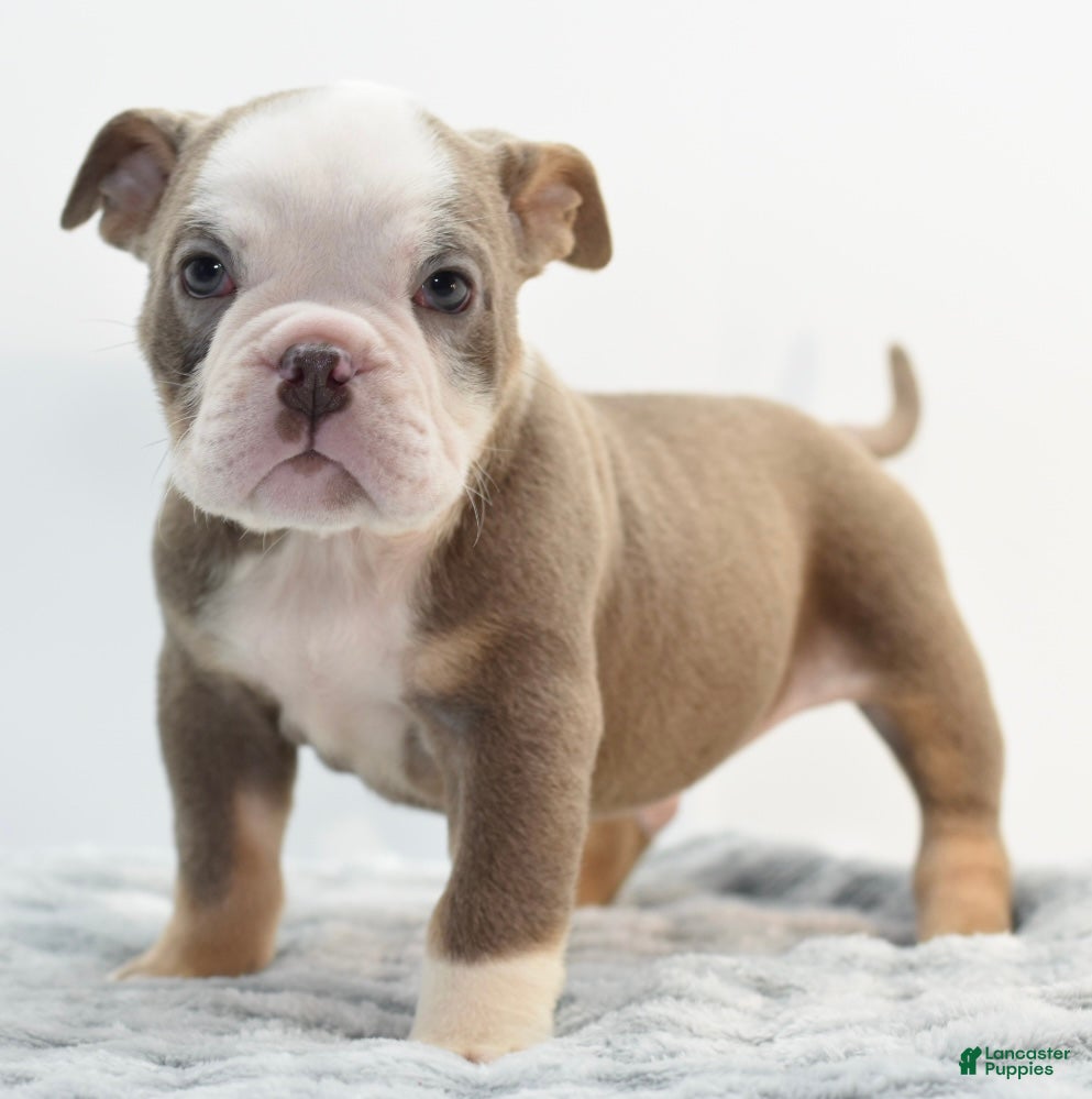 Mixed Breed dogs Deuce! Bulldog hybrid  - Ad 18