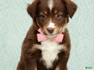 Australian Shepherd dogs Jackie - Ad 30