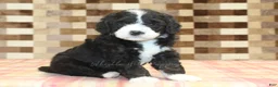 Mini Bernedoodle dogs for sale: Chief - Ad 1