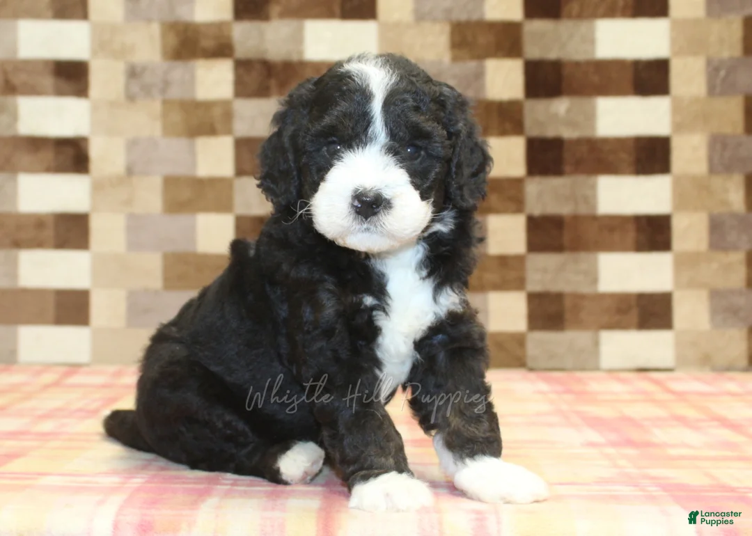 Mini Bernedoodle dogs for sale: Chief - Ad 1