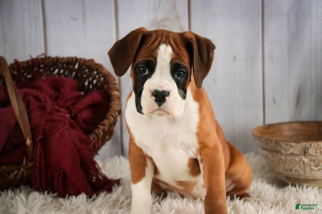 Boxer dogs for sale: Molly - Ad 3