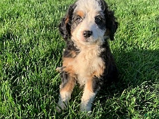 Mini Bernedoodle dogs - Ad 16
