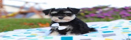 Miniature Schnauzer dogs for sale: Liam - Ad 1