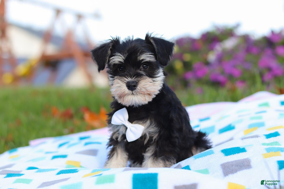 Miniature Schnauzer dogs for sale: Liam - Ad 1