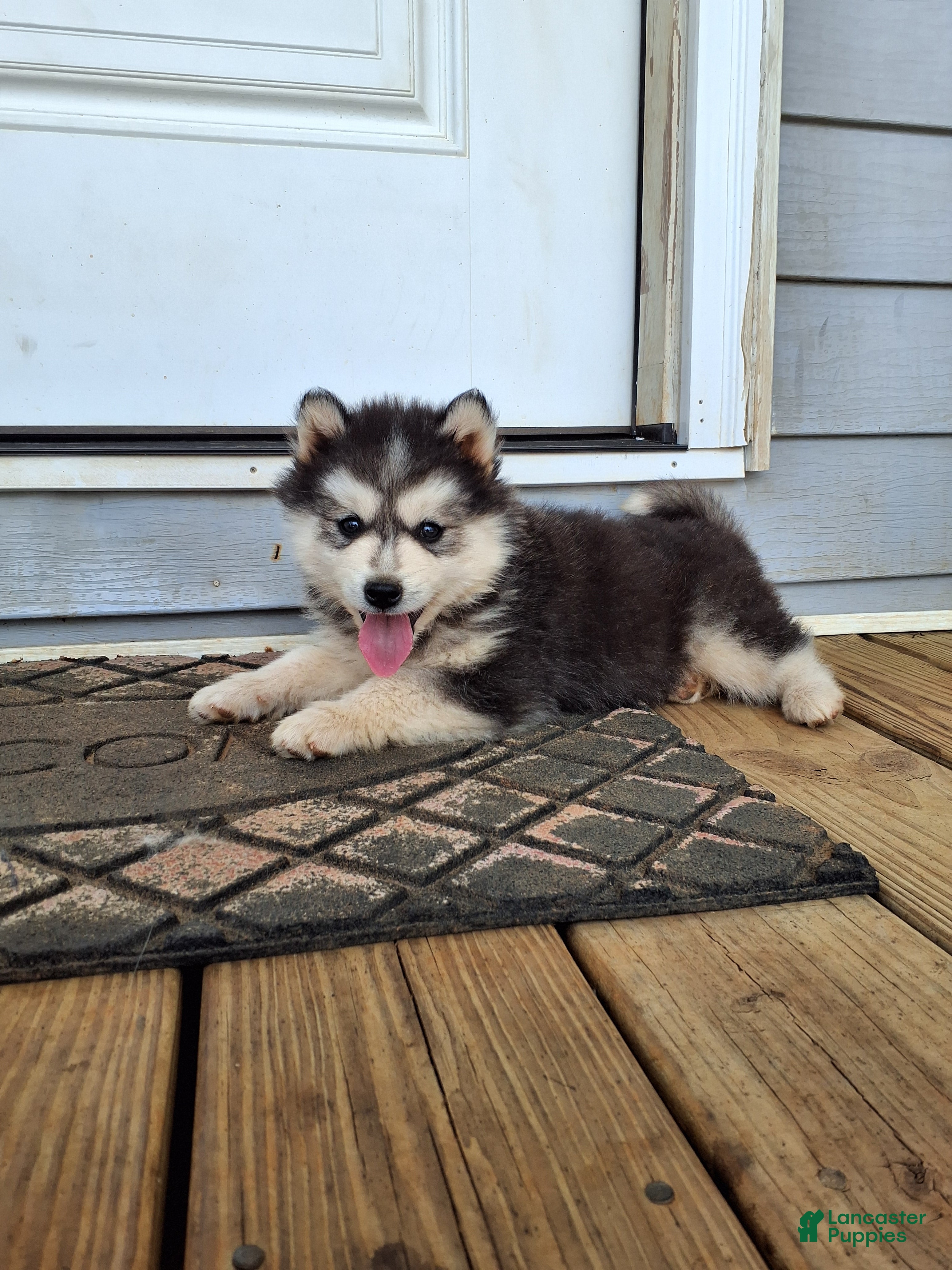 Pomsky dogs Dante  - Ad 1