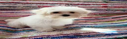 Maltese dogs for sale: Maltese 2. Cole - Ad 4