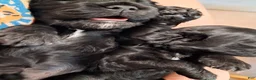 Cocker Spaniel dogs for sale: Theodore - Ad 4