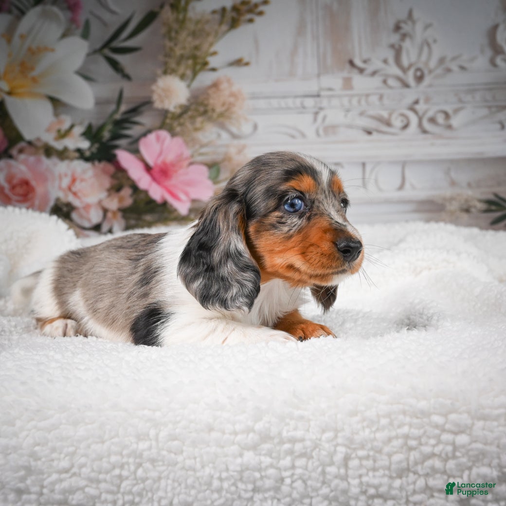 Miniature Dachshund dogs for sale: AKC-Betsy - Ad 3
