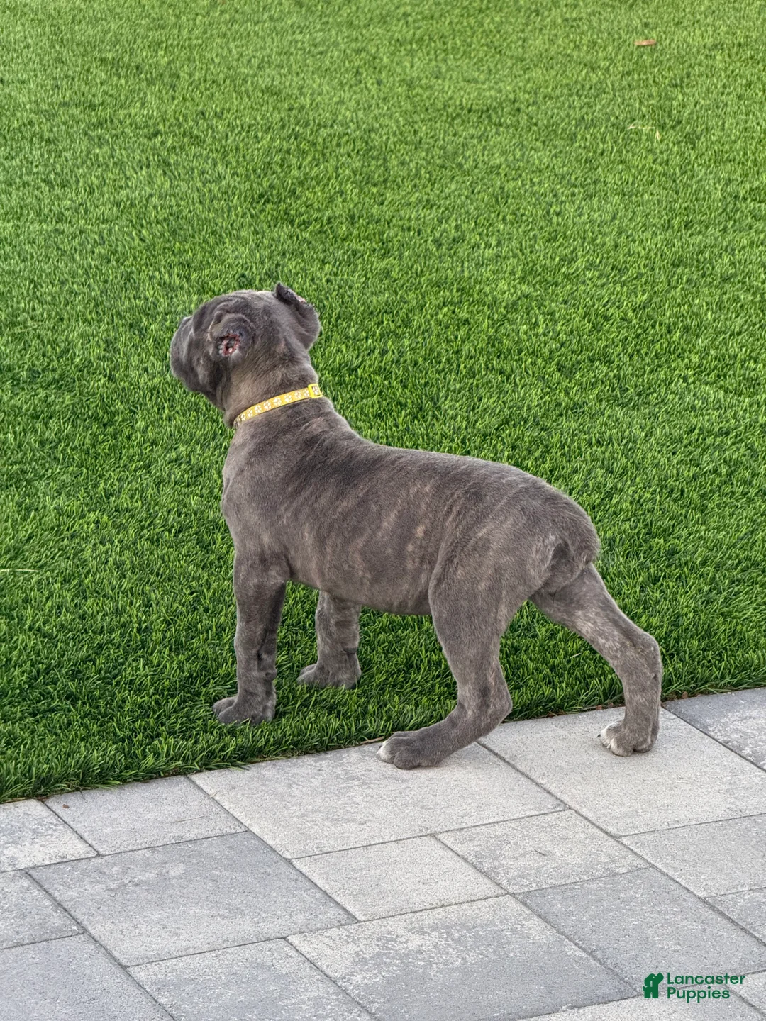 Cane Corso dogs for sale: Athena - Ad 3