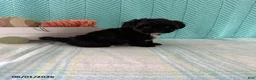 Mixed Breed dogs for sale: Midnight - Ad 4