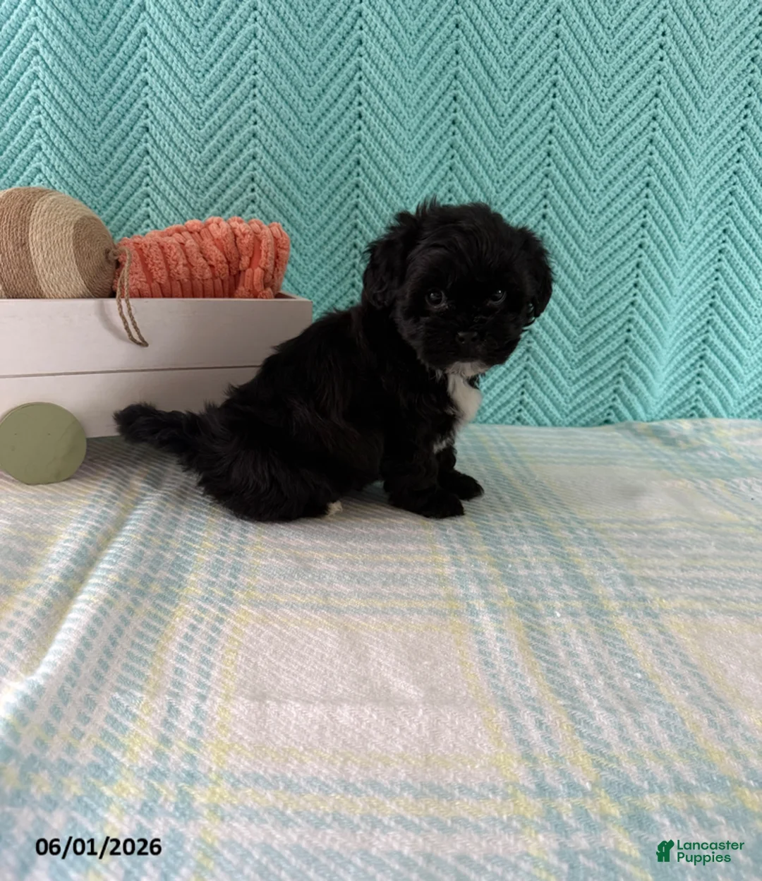 Mixed Breed dogs for sale: Midnight - Ad 4