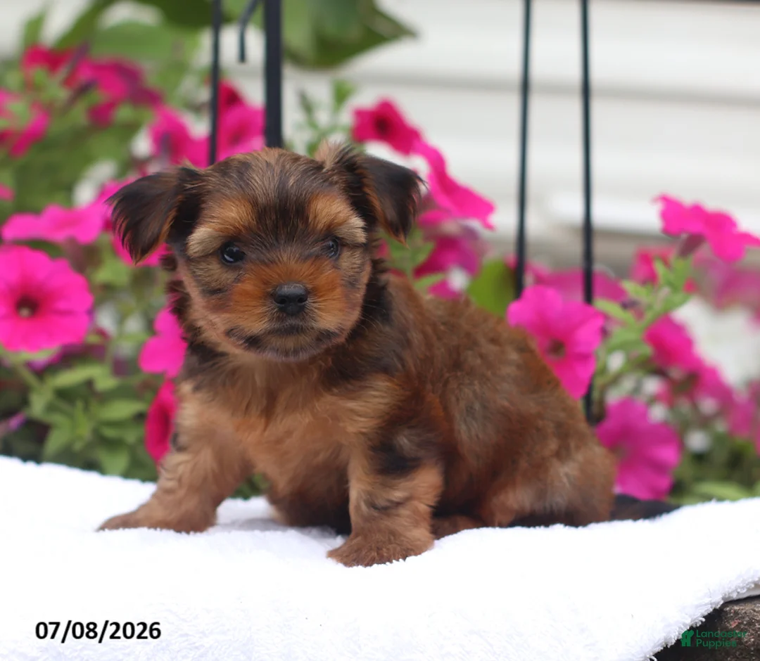 Shorkie dogs for sale: Muffin - Ad 1