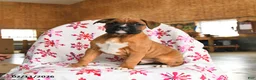 Boxer dogs for sale: Maple   - Ad 2