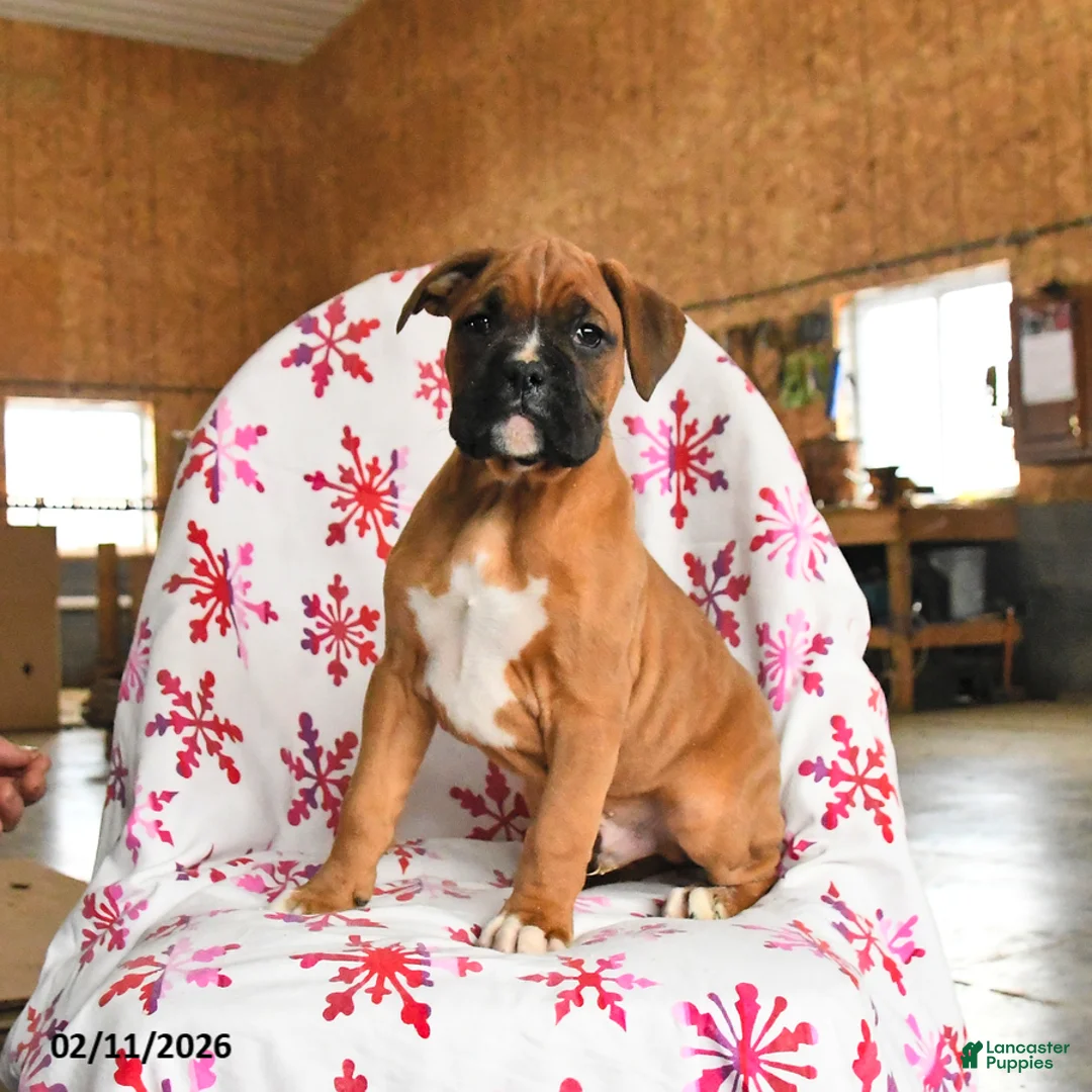 Boxer dogs for sale: Maple   - Ad 2