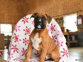 Boxer dogs for sale: Maple - Ad 1