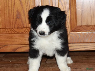 Australian Shepherd dogs Jamie - Ad 21