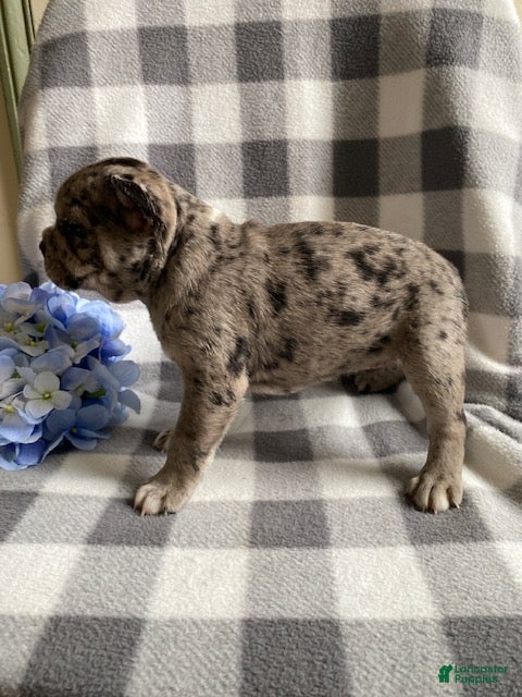 Frenchton dogs Rita - Ad 2