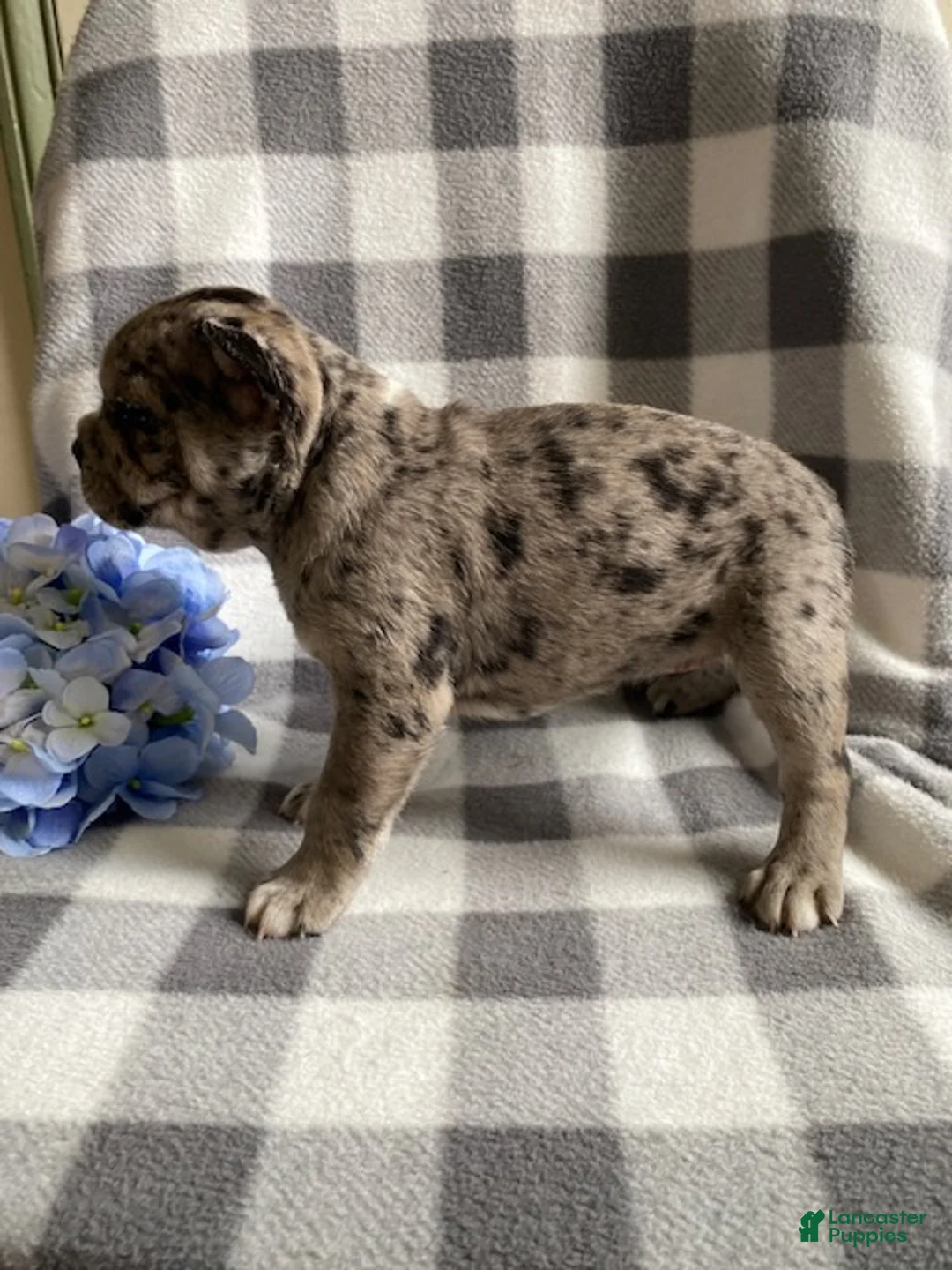 Frenchton dogs for sale: Rita - Ad 2