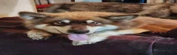 Alaskan Malamute dogs for sale: Wanda - Ad 7