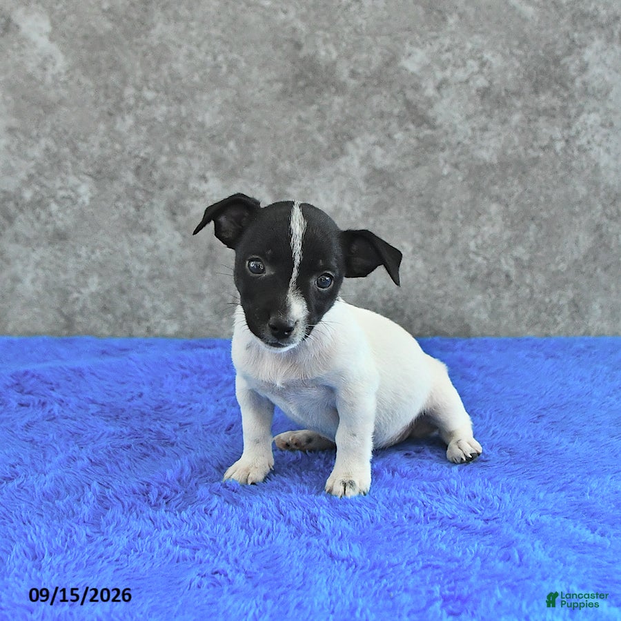 Jack Russell Terrier dogs Tilly - Ad 2