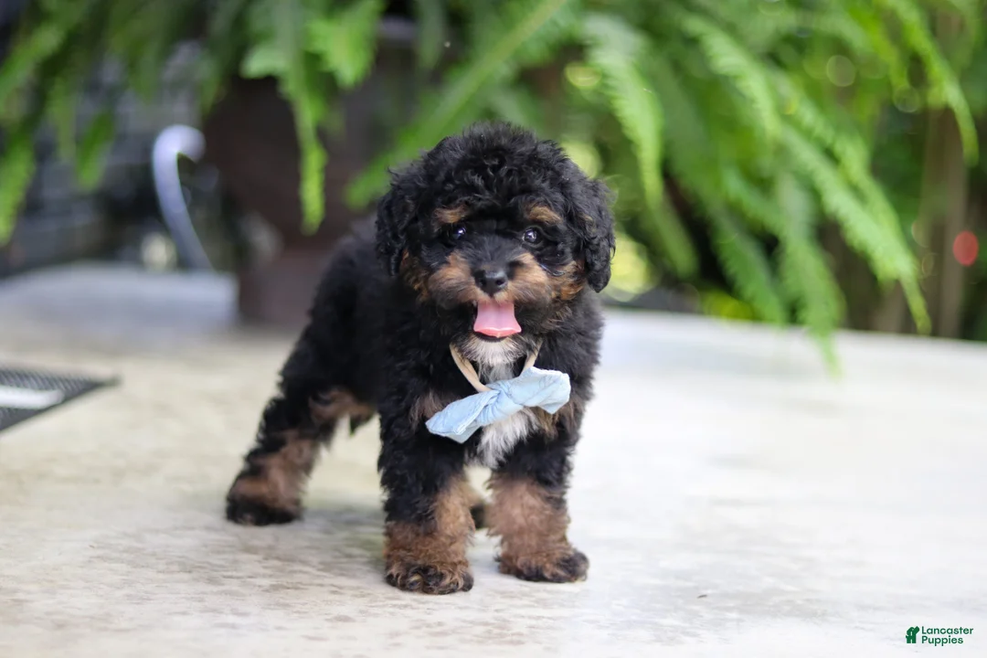 Cavapoo dogs for sale: Lil Bear - Ad 13