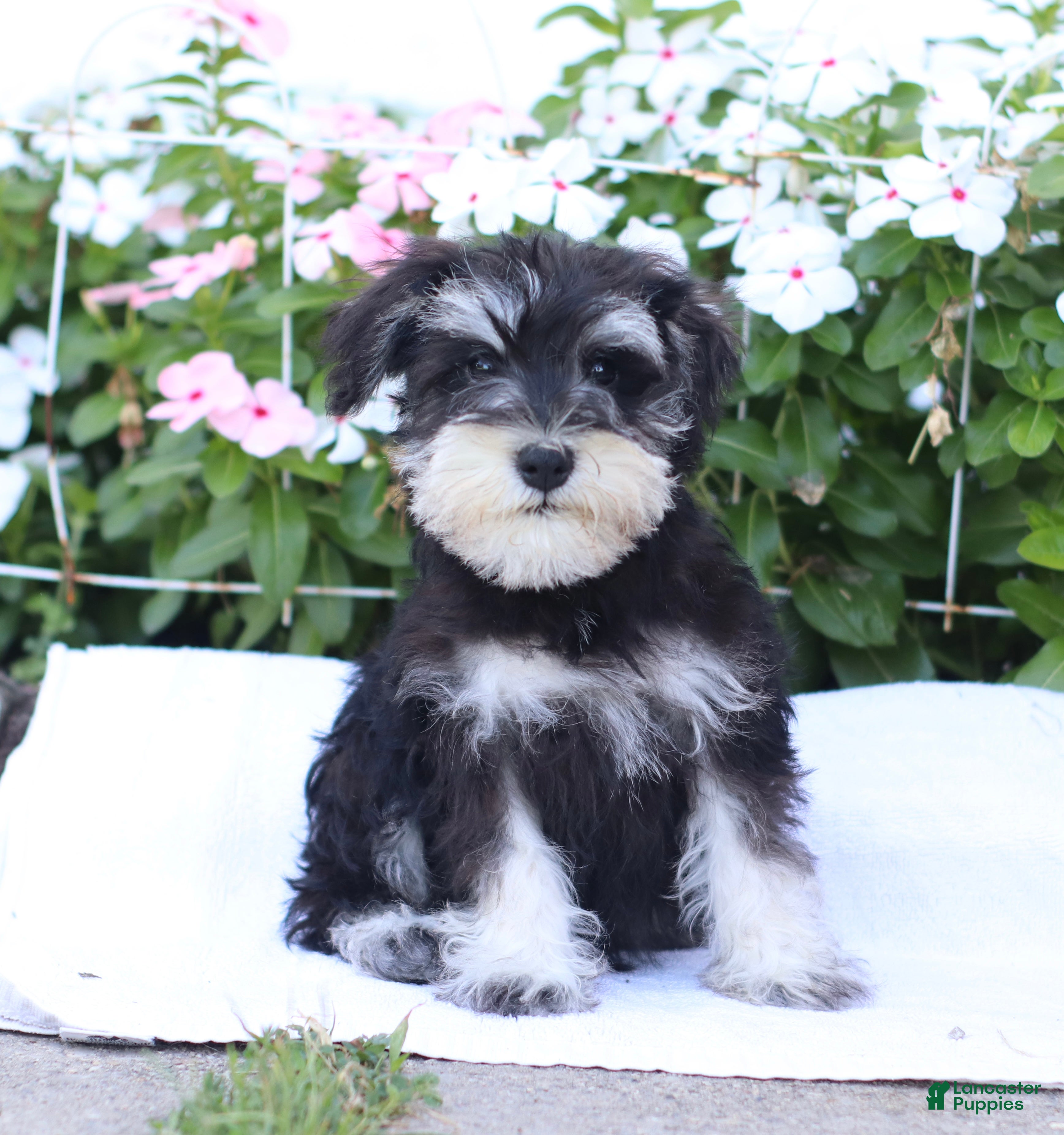 Miniature Schnauzer dogs Cameron - Ad 1